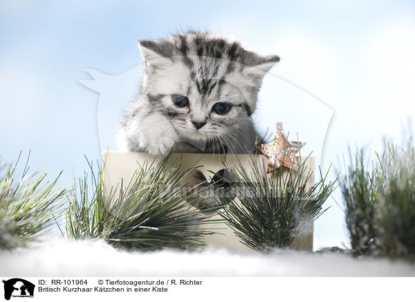 Britisch Kurzhaar Ktzchen in einer Kiste / British Shorthait kitten in a box / RR-101964