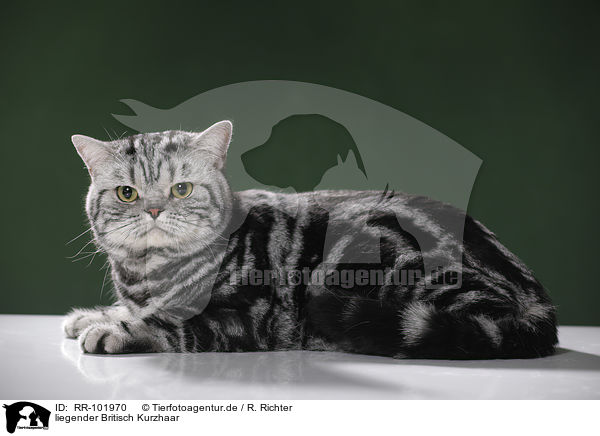 liegender Britisch Kurzhaar / lying British Shorthair / RR-101970
