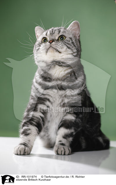 sitzende Britisch Kurzhaar / sitting British Shorthair / RR-101974