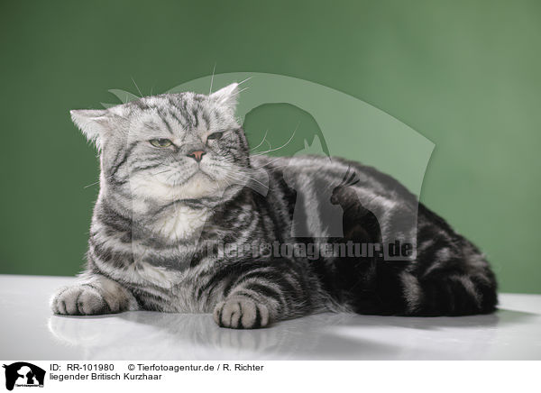 liegender Britisch Kurzhaar / lying British Shorthair / RR-101980