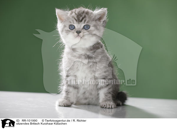 sitzendes Britisch Kurzhaar Ktzchen / sitting British Shorthait kitten / RR-101990