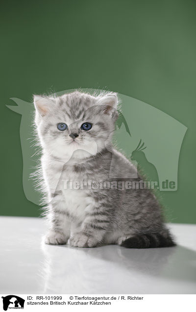 sitzendes Britisch Kurzhaar K�tzchen / sitting British Shorthait kitten / RR-101999