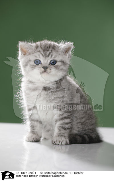 sitzendes Britisch Kurzhaar Ktzchen / sitting British Shorthait kitten / RR-102001