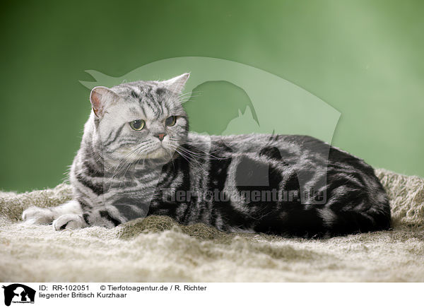 liegender Britisch Kurzhaar / lying British Shorthair / RR-102051