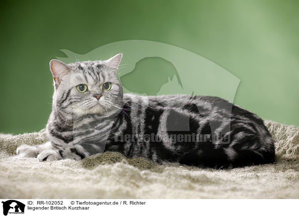 liegender Britisch Kurzhaar / lying British Shorthair / RR-102052