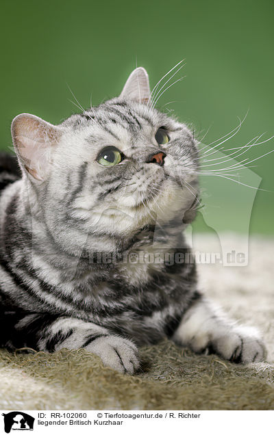 liegender Britisch Kurzhaar / lying British Shorthair / RR-102060