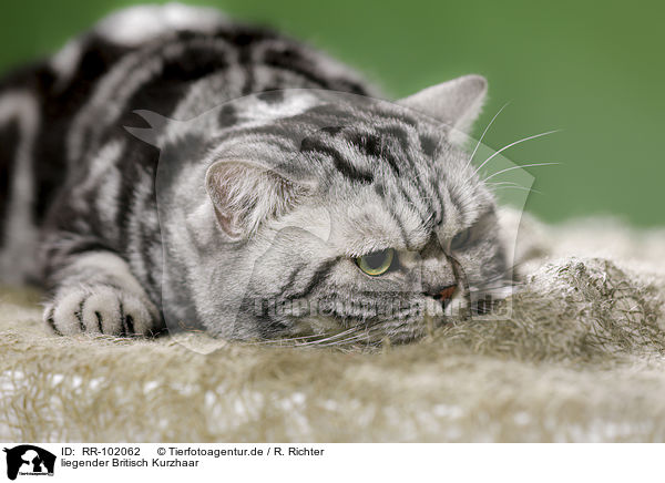 liegender Britisch Kurzhaar / lying British Shorthair / RR-102062