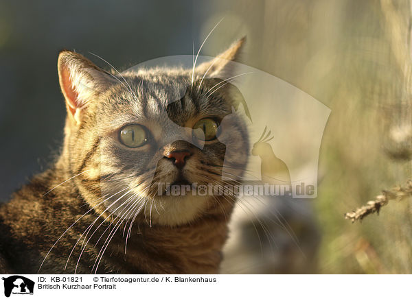 Britisch Kurzhaar Portrait / British Shorthair portrait / KB-01821