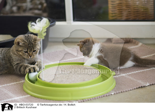 2 Britisch Kurzhaar / 2 British Shorthair / HBO-03720