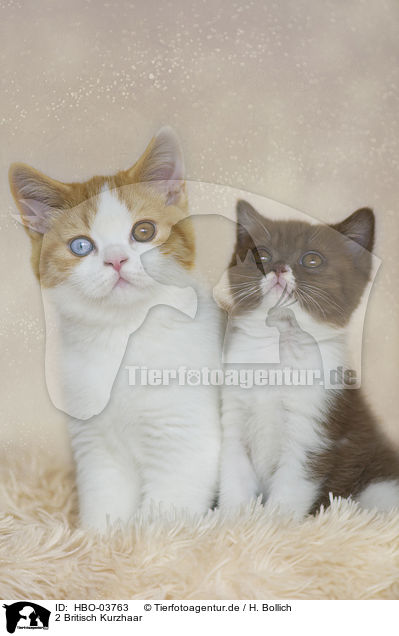 2 Britisch Kurzhaar / 2 British Shorthair / HBO-03763