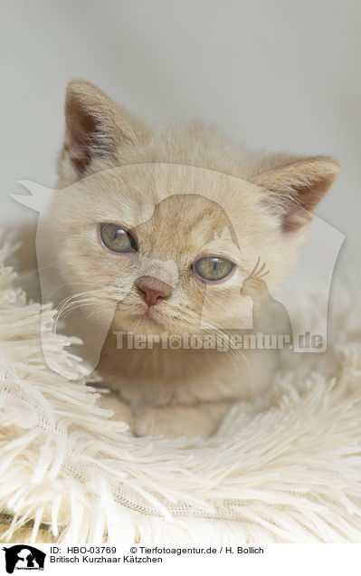 Britisch Kurzhaar Ktzchen / British Shorthair Kitten / HBO-03769