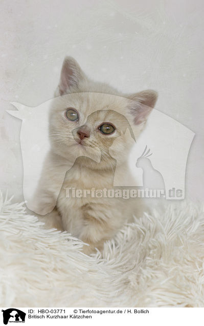 Britisch Kurzhaar K�tzchen / British Shorthair Kitten / HBO-03771