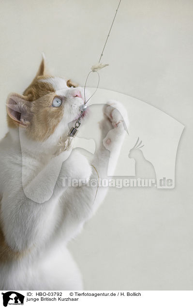 junge Britisch Kurzhaar / young British Shorthair / HBO-03792