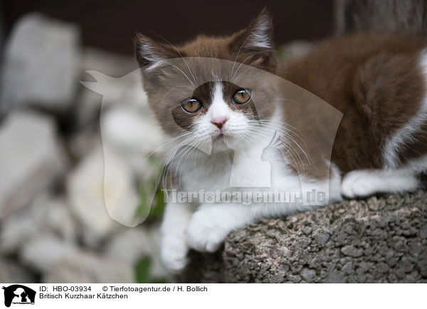Britisch Kurzhaar K�tzchen / British Shorthair Kitten / HBO-03934