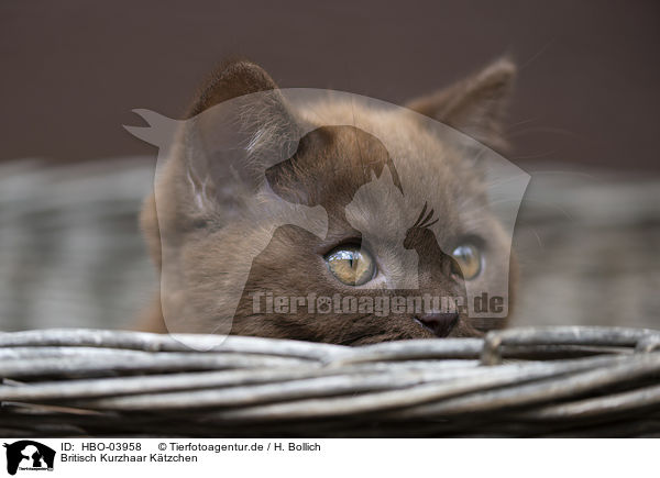 Britisch Kurzhaar Ktzchen / British Shorthair Kitten / HBO-03958