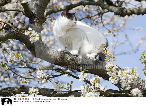 Britisch Kurzhaar auf dem Baum / British Shorthair on tree / KJ-03186
