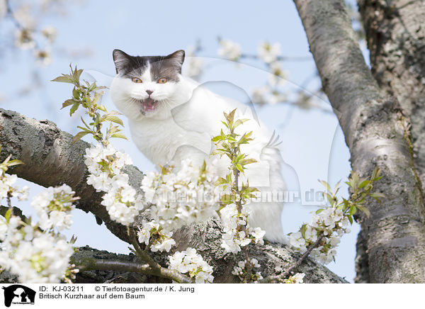 Britisch Kurzhaar auf dem Baum / British Shorthair on tree / KJ-03211