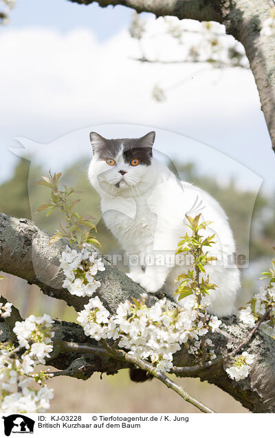 Britisch Kurzhaar auf dem Baum / KJ-03228