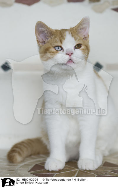 junge Britisch Kurzhaar / young British Shorthair / HBO-03994