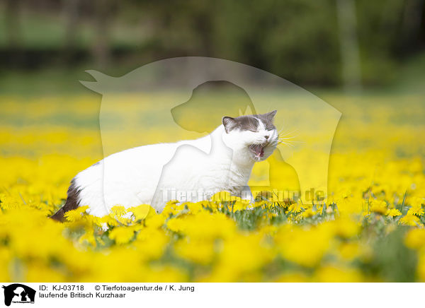 laufende Britisch Kurzhaar / walking British Shorthair / KJ-03718