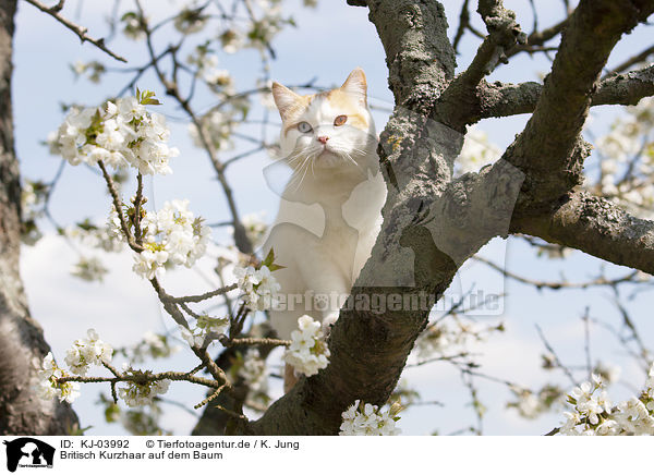 Britisch Kurzhaar auf dem Baum / British Shorthair on tree / KJ-03992
