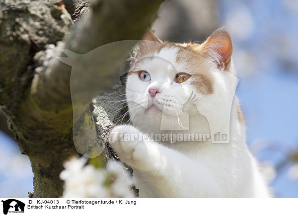 Britisch Kurzhaar Portrait / British Shorthair Portrait / KJ-04013