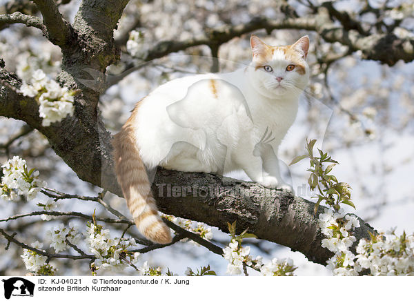 sitzende Britisch Kurzhaar / sitting British Shorthair / KJ-04021