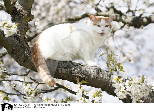 sitzende Britisch Kurzhaar / sitting British Shorthair / KJ-04031