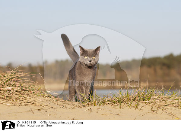 Britisch Kurzhaar am See / KJ-04115