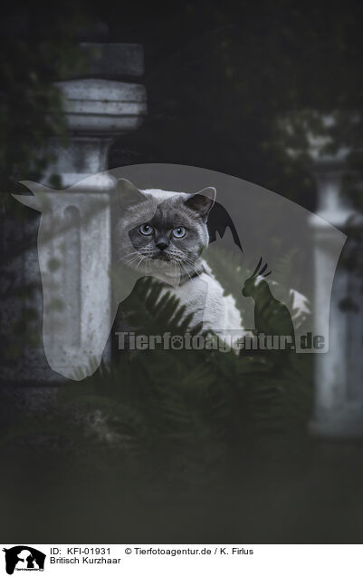 Britisch Kurzhaar / British Shorthair / KFI-01931