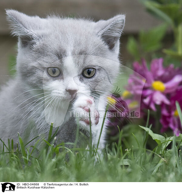 Britisch Kurzhaar Ktzchen / British Shorthair Kitten / HBO-04668