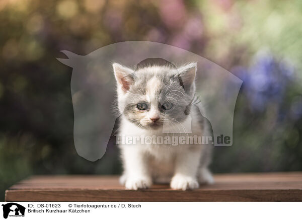 Britisch Kurzhaar Ktzchen / British Shorthair Kitten / DS-01623