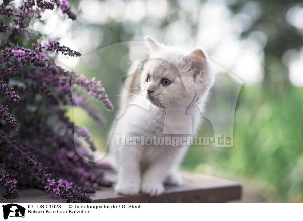 Britisch Kurzhaar Ktzchen / British Shorthair Kitten / DS-01628