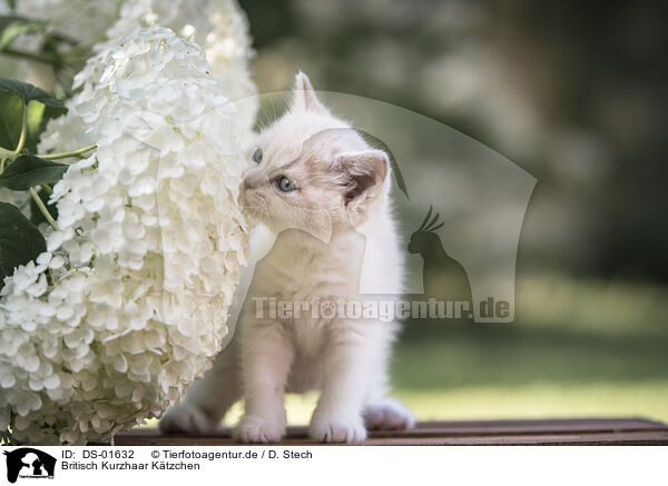 Britisch Kurzhaar Ktzchen / British Shorthair Kitten / DS-01632