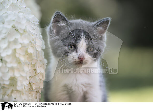 Britisch Kurzhaar Ktzchen / British Shorthair Kitten / DS-01635
