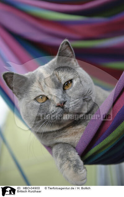 Britisch Kurzhaar / British Shorthair / HBO-04900