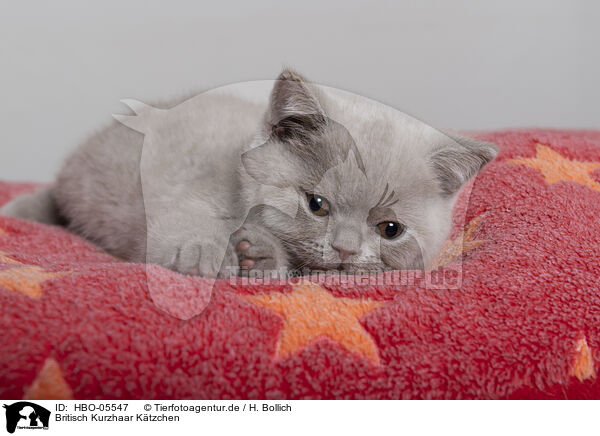 Britisch Kurzhaar Ktzchen / British Shorthair Kitten / HBO-05547