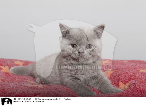 Britisch Kurzhaar Ktzchen / British Shorthair Kitten / HBO-05551