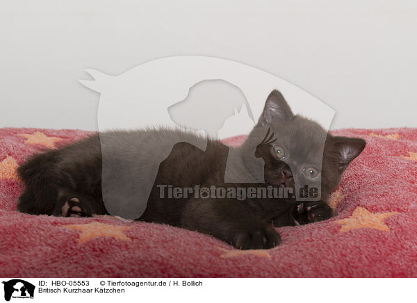 Britisch Kurzhaar Ktzchen / British Shorthair Kitten / HBO-05553