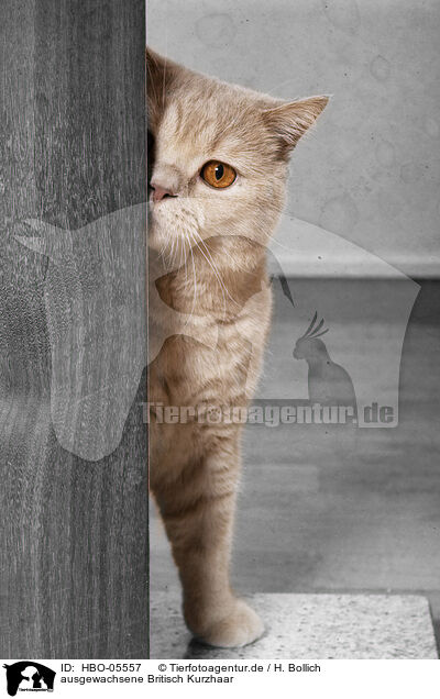 ausgewachsene Britisch Kurzhaar / adult British Shorthair / HBO-05557