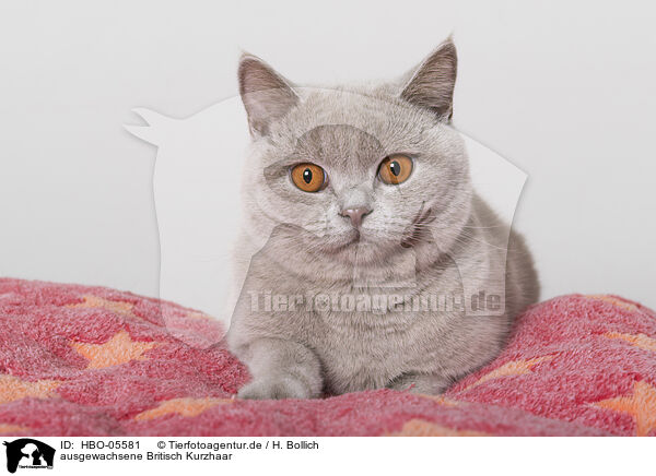 ausgewachsene Britisch Kurzhaar / adult British Shorthair / HBO-05581