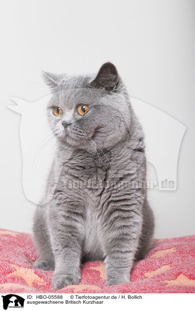 ausgewachsene Britisch Kurzhaar / adult British Shorthair / HBO-05588