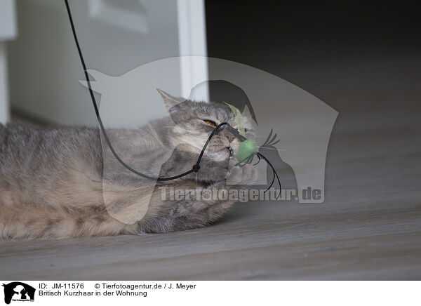 Britisch Kurzhaar in der Wohnung / British Shorthair at apartment / JM-11576