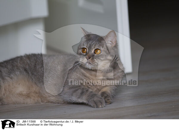 Britisch Kurzhaar in der Wohnung / British Shorthair at apartment / JM-11588