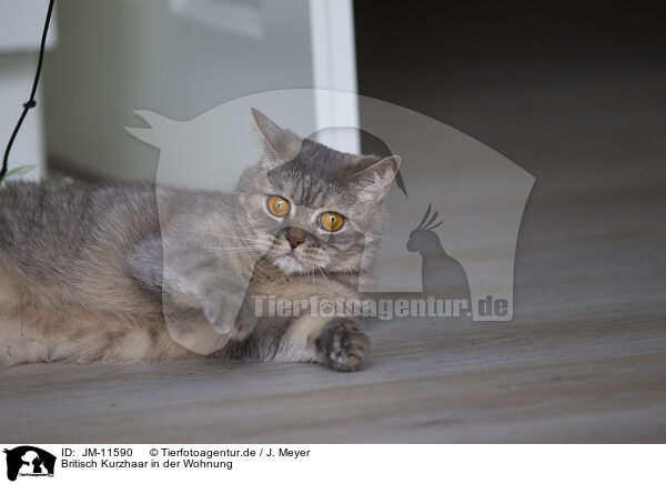 Britisch Kurzhaar in der Wohnung / British Shorthair at apartment / JM-11590