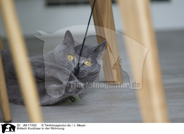 Britisch Kurzhaar in der Wohnung / British Shorthair at apartment / JM-11592