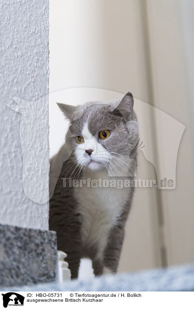 ausgewachsene Britisch Kurzhaar / adult British Shorthair / HBO-05731