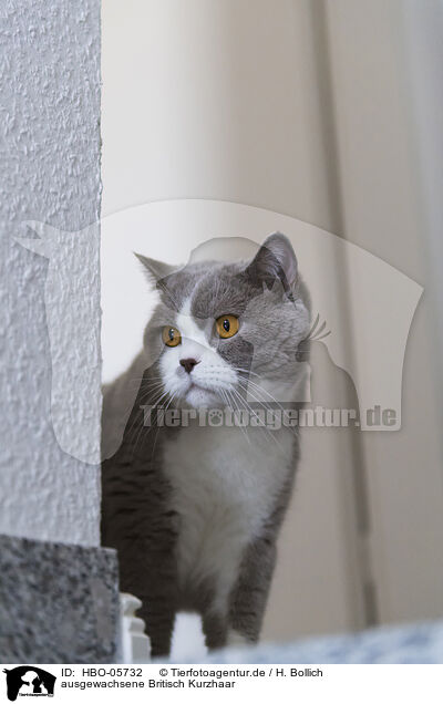 ausgewachsene Britisch Kurzhaar / adult British Shorthair / HBO-05732