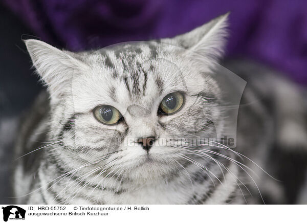 ausgewachsene Britisch Kurzhaar / adult British Shorthair / HBO-05752