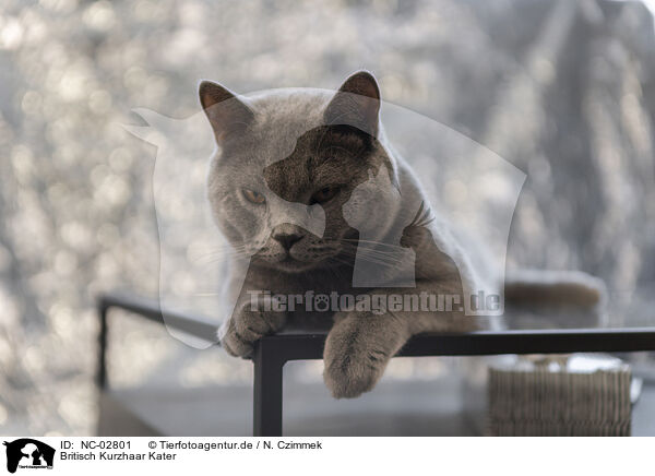 Britisch Kurzhaar Kater / NC-02801